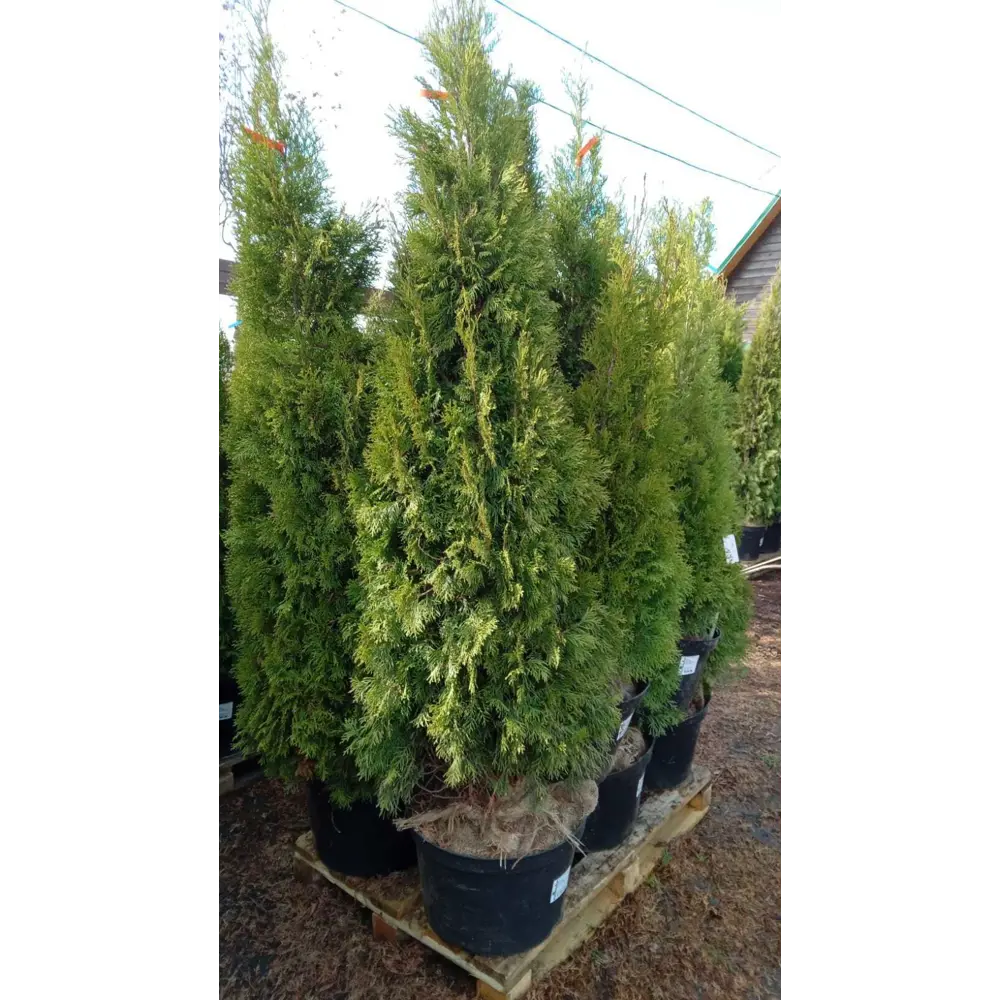 Туя западная «Смарагд» BR, 180-200 см PLANTMARKET STLM-2201532