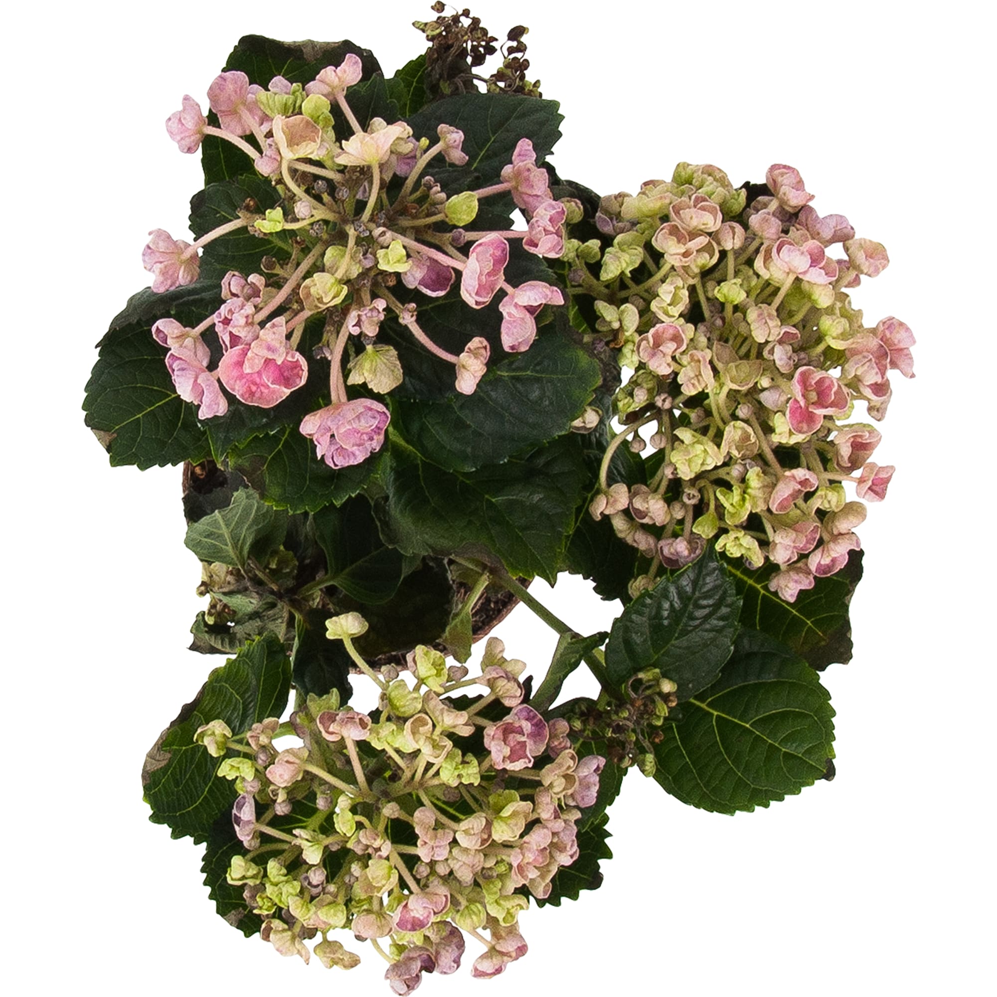 82548638 Гидрангея Курли Вурли 10х22 см Santreyd  - Вид №1