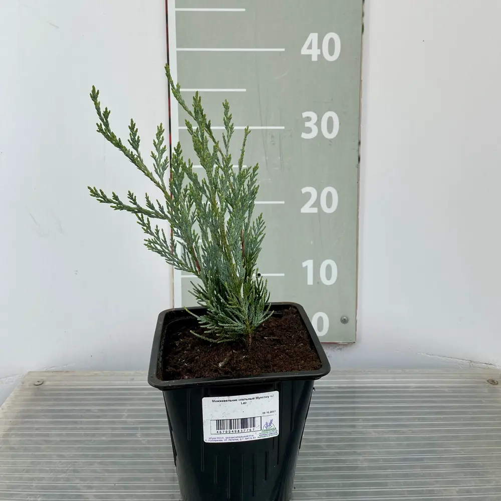 Santreyd Можжевельник скальный Мунглоу - серебристо-голубая вертикальная хвоя 89366436 STLM-0962980