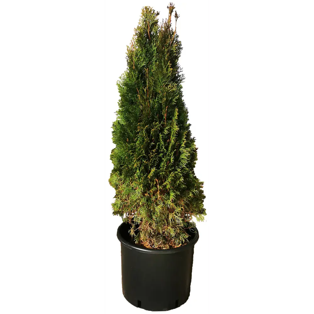 Туя западная Пирамидалис h120 см МОНБЛАН STLM-2183636