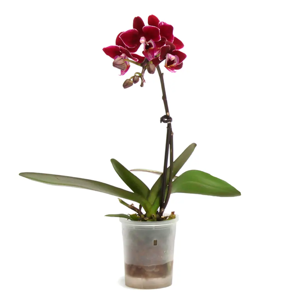 Фаленопсис Мини микс - комнатное декоративно-лиственное растение 89434914 Santreyd STLM-1580188 - Вид №1