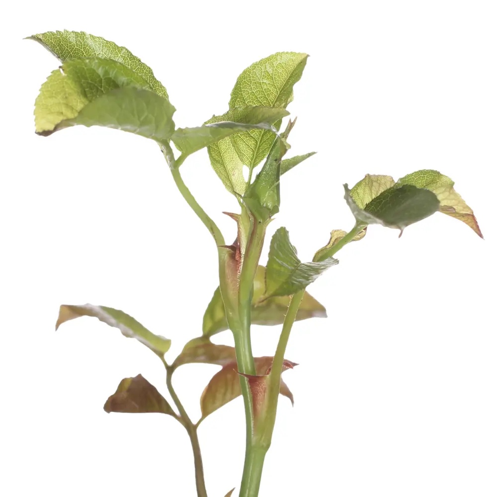 Роза чайно-гибридная «Анастасия» С2, цвет белый 81969318 STLM-2125139 PLANTMARKET  - Вид №1