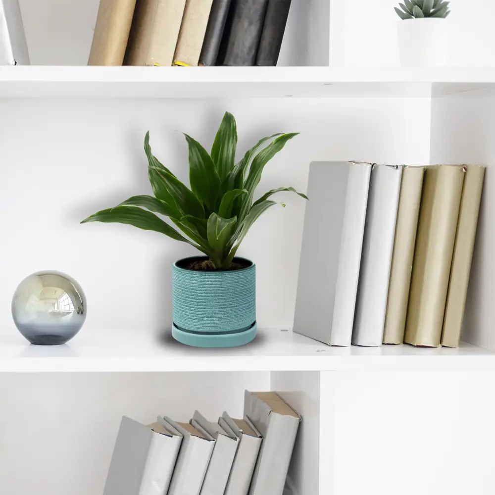 Santreyd Драцена Сюрпрайз — миниатюрное вечнозеленое дерево 82578926 STLM-0030483 - Вид №3