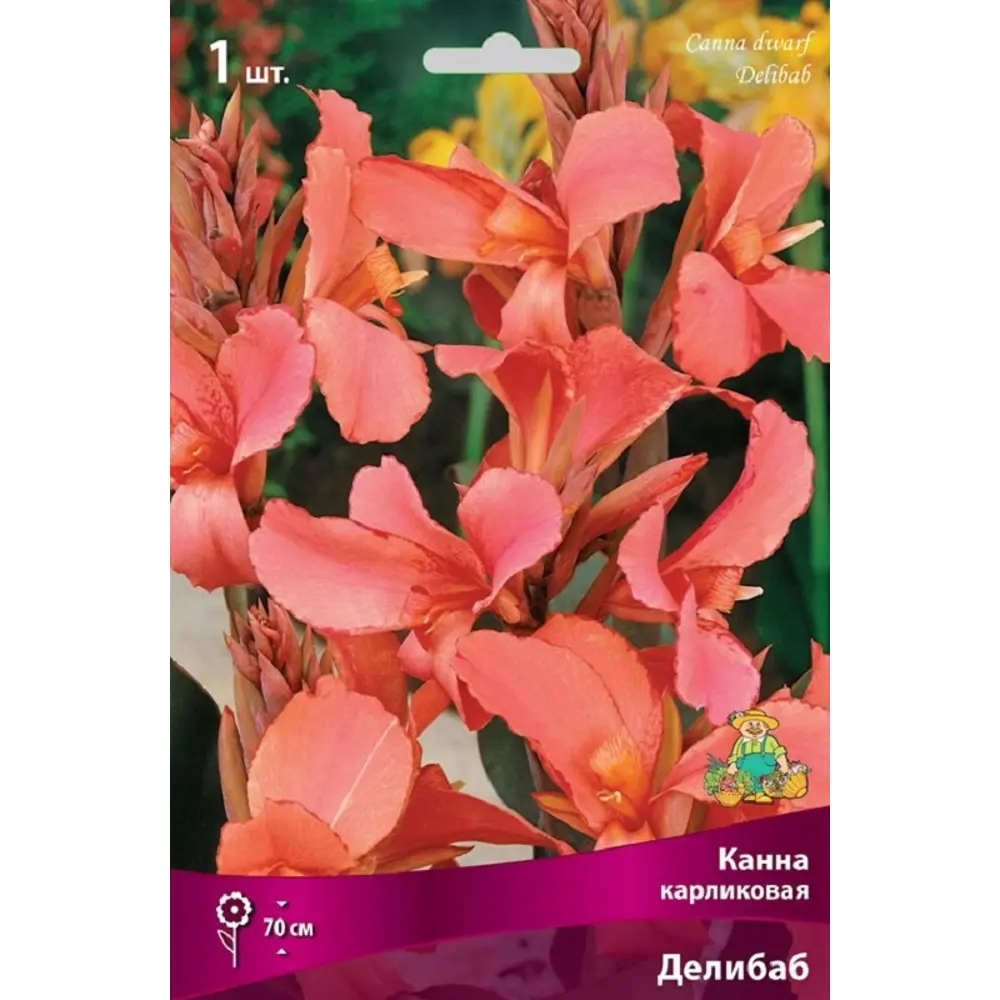 Канна карликовая Делибаб 89452283 STLM-2092000 ПОИСК  - Вид №1