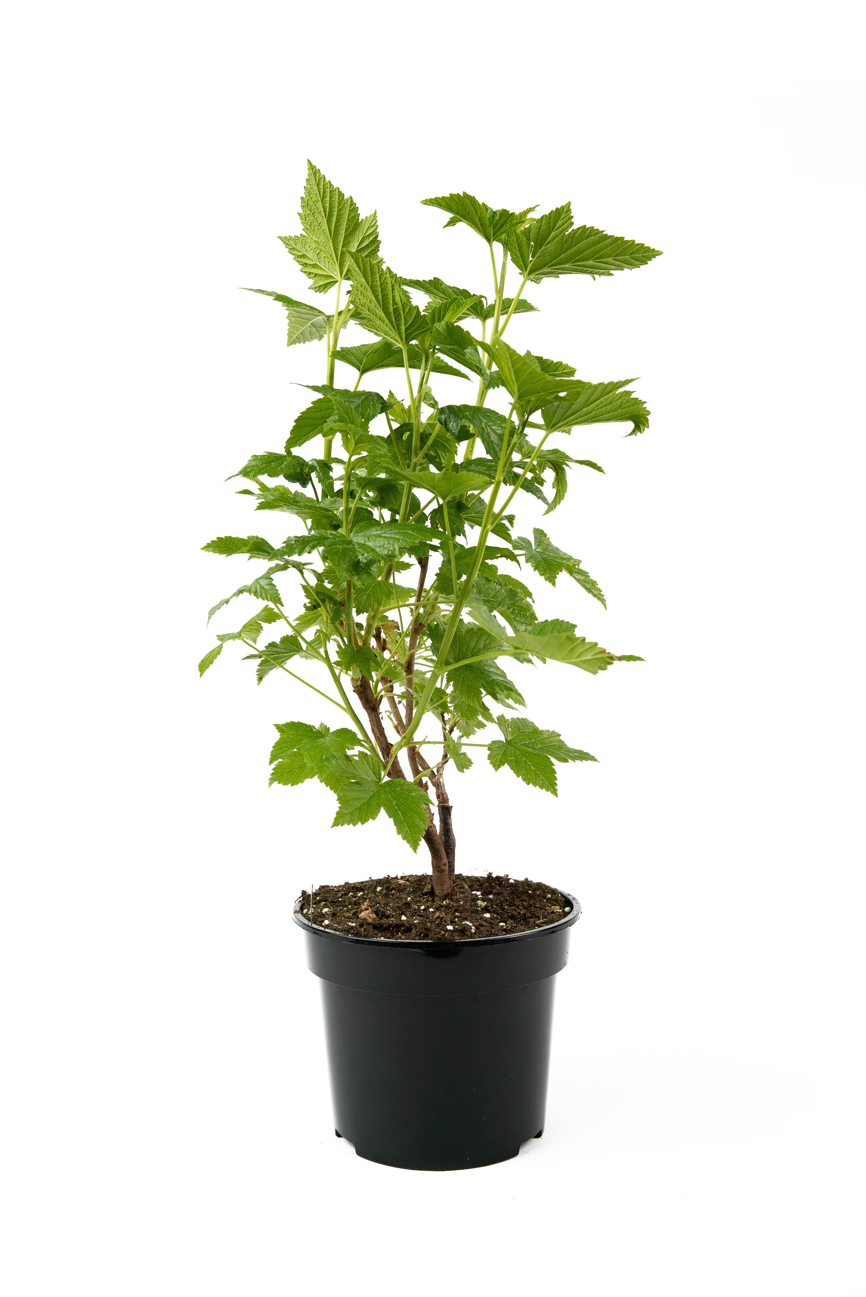 Саженец смородины черной Селеченская-2 84841707 Santreyd STLM-0055931