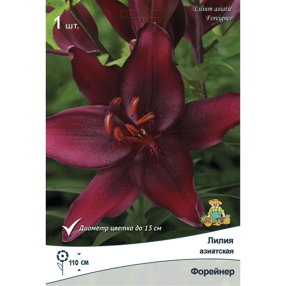 Лилия азиатская Форейнер ПОИСК STLM-2021688