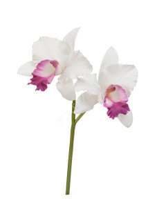 30.0616198WH Орхидея Каттлея белая с тёмно-розовым язычком Цветочная коллекция