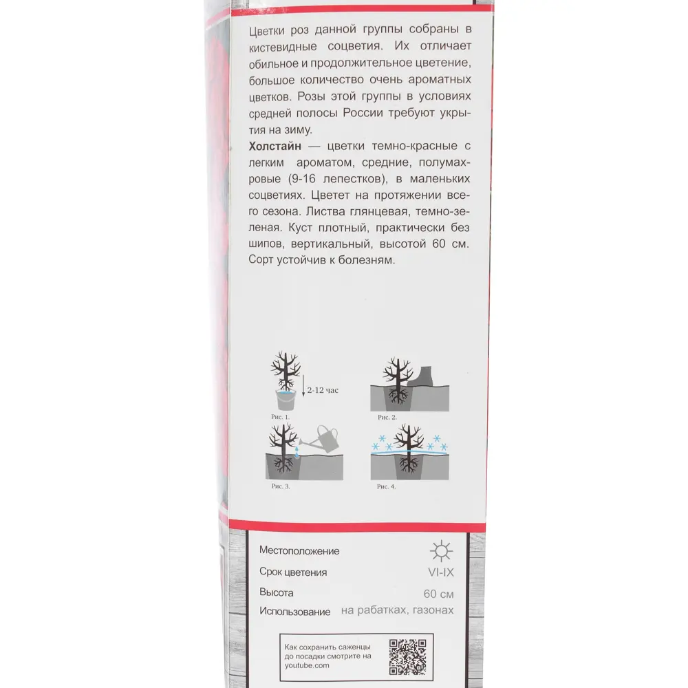 Роза флорибунда «Холстайн» 81951226 STLM-2116030 Santreyd  - Вид №2