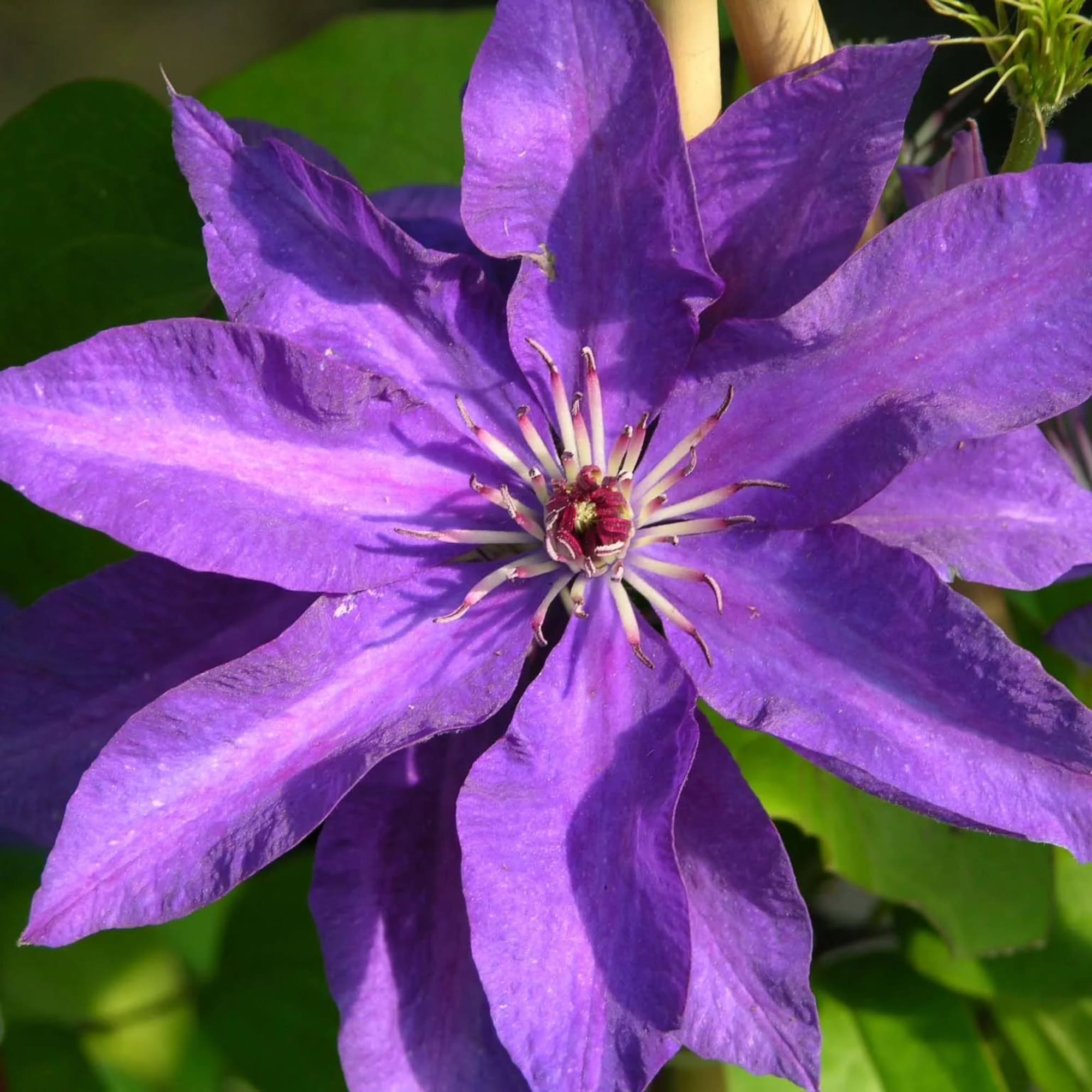 82585311 Клематис крупноцветковый «Президент» 17x40 см Santreyd  - Вид №1