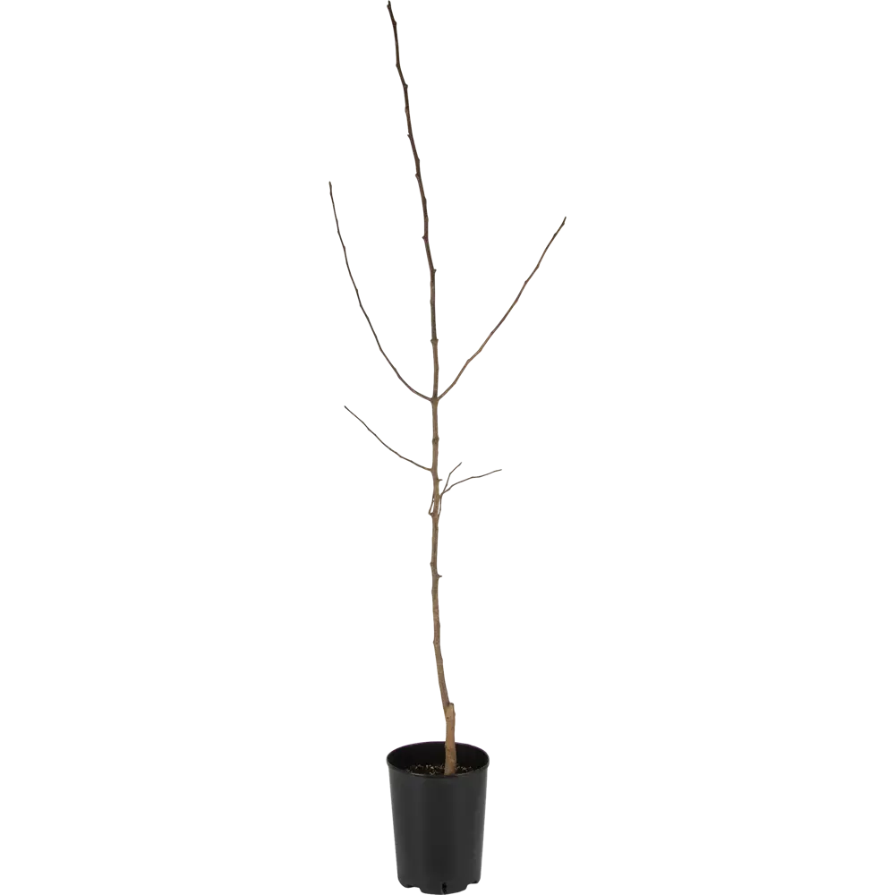 Груша кафедральная C5-7 2 года 82356768 STLM-2051063 PLANTMARKET 