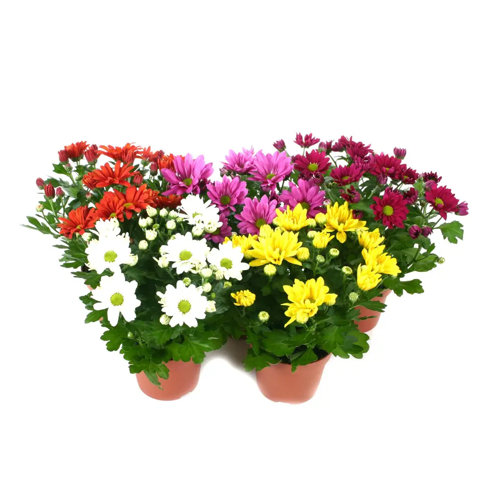 Хризантема комнатная Отом микс в горшке ø12 см 89435592 Santreyd STLM-1584094