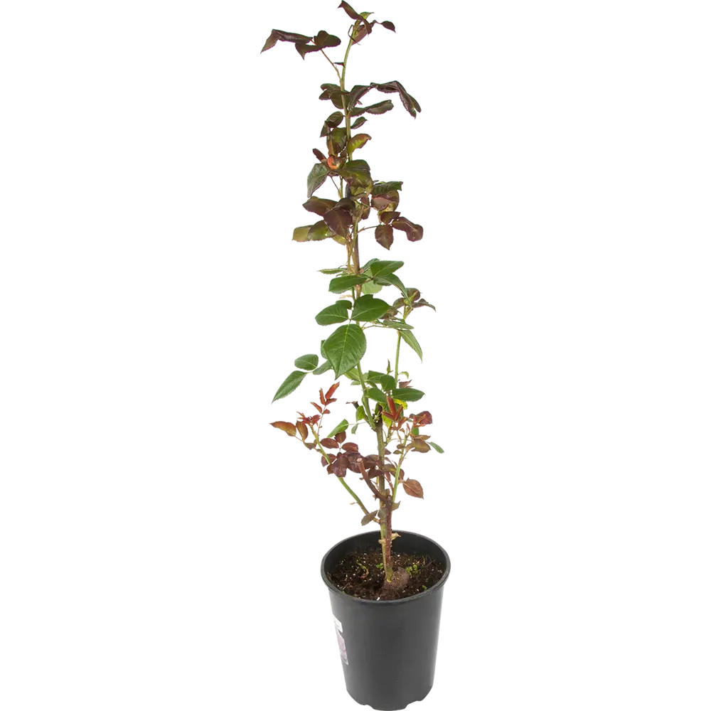 Роза чайно-гибридная «Пароль» розовая 19x55 см 82625085 STLM-2145598 PLANTMARKET  - Вид №1