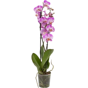 Орхидея Фаленопсис Джиллиан ø12 h65 см