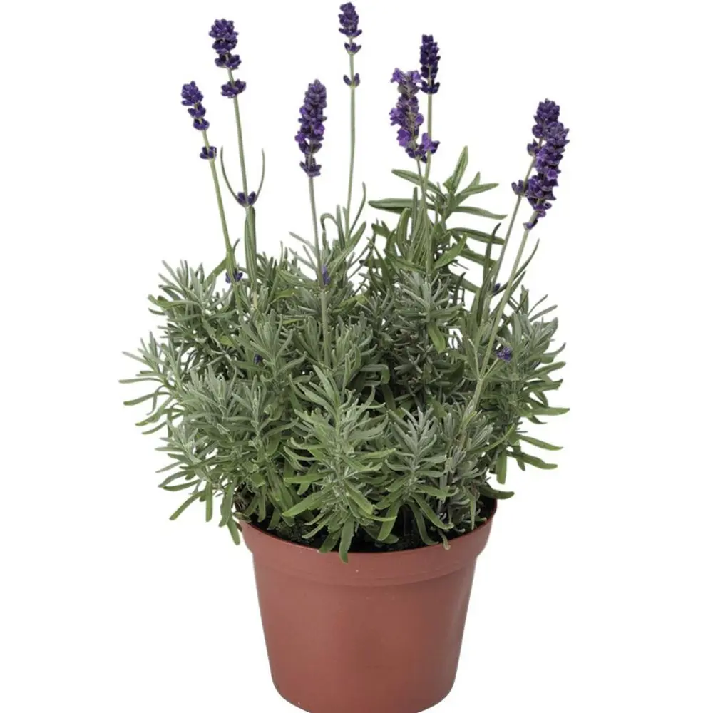 Лаванда узколистная Хидкот Блу Стрэйн h15 см Santreyd STLM-2138392