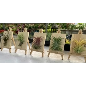 Тилландсия микс ø5 h5 см