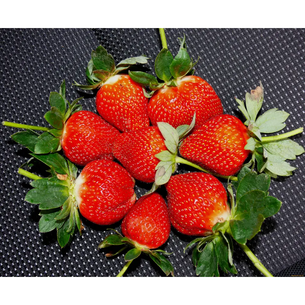 Земляника садовая «Эльвира» 9x15 см PLANTMARKET STLM-2051711 - Вид №2