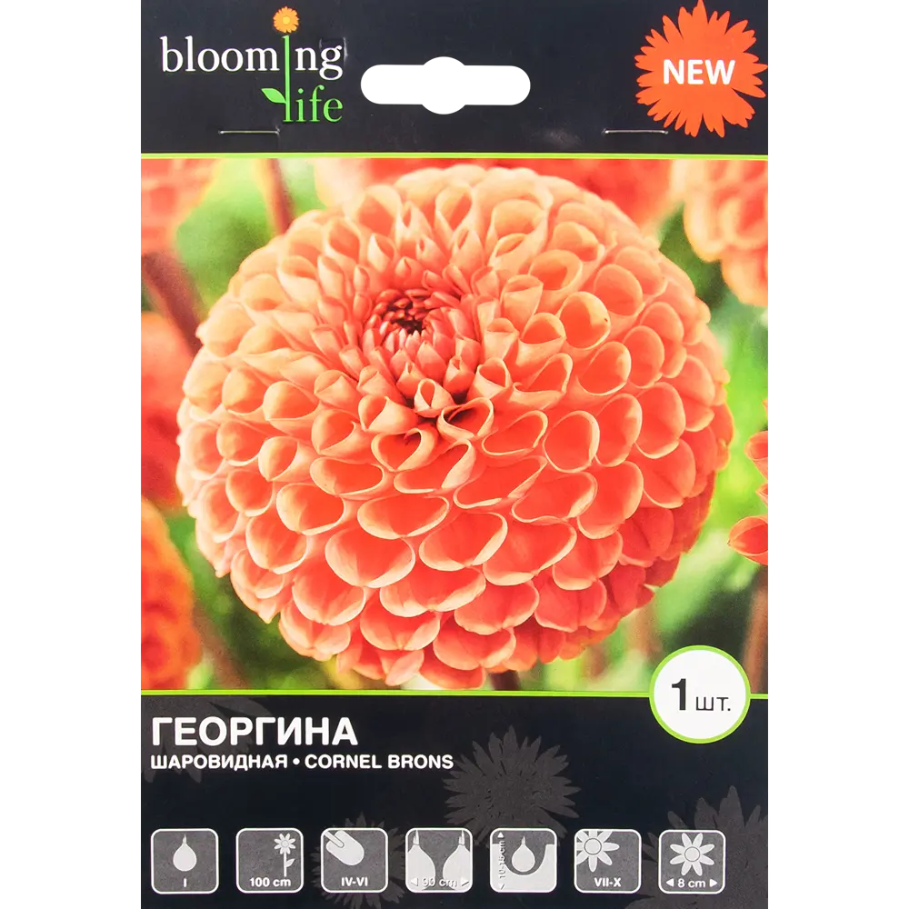 Георгина Корнел Бронс I, 1 шт BLOOMING LIFE STLM-2169358