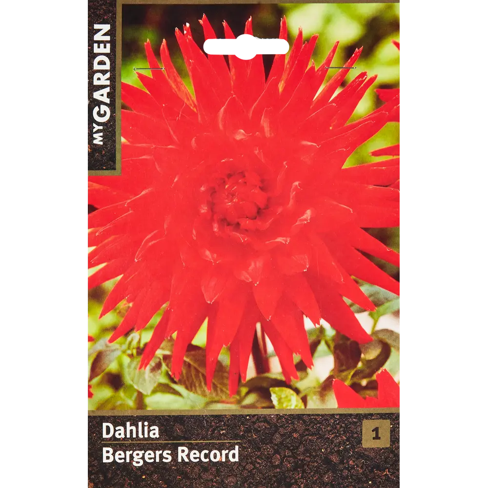 Георгина кактусовая Бергерс Рекорд Santreyd STLM-2062586