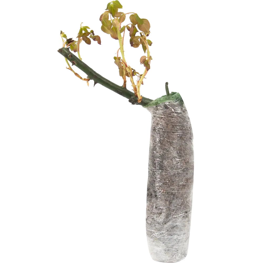 Роза плетистая Айсберг в тубе ВСЕ В САД STLM-2179411 - Вид №1