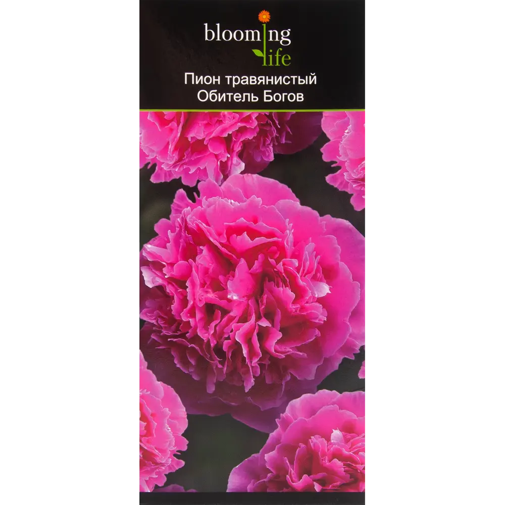 Пион травянистый Обитель богов в тубе BLOOMING LIFE STLM-2206642