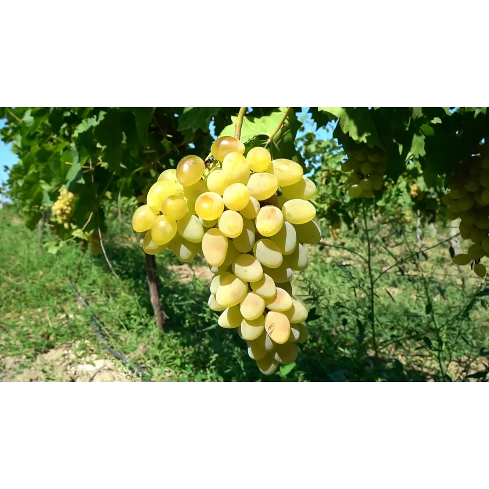 Виноград «Августин» C2 высота 60-80 см ВСЕ В САД STLM-2092528