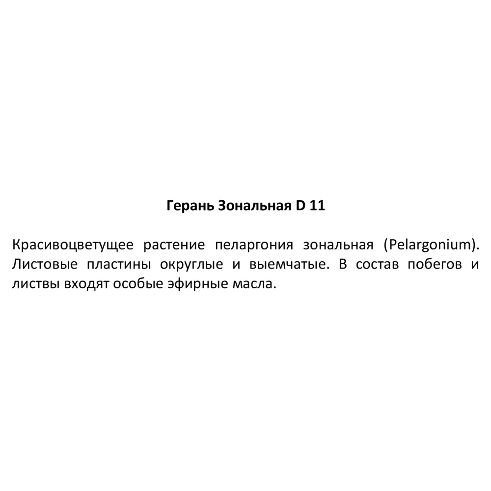 Герань зональная ø13 h30 см 84339567 STLM-2035226 Santreyd  - Вид №3