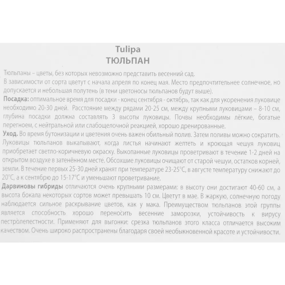 Тюльпан Пинк Импрешн ПОИСК - нежные розовые бутоны для сада, 3 луковицы 85205537 STLM-1577491 - Вид №2