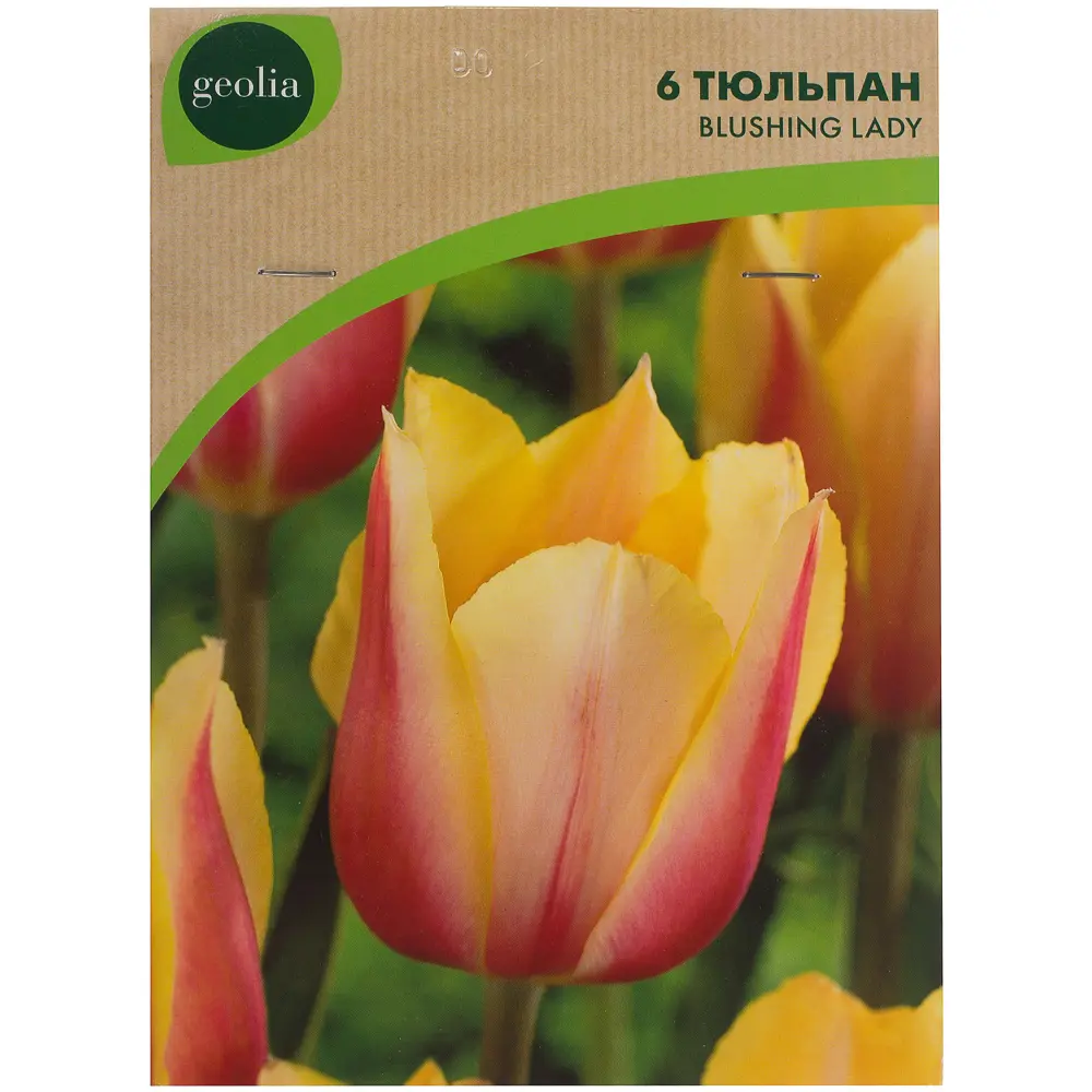 Тюльпан Blushing Lady GEOLIA 11/12 6/36 STLM-2138662 - Вид №1