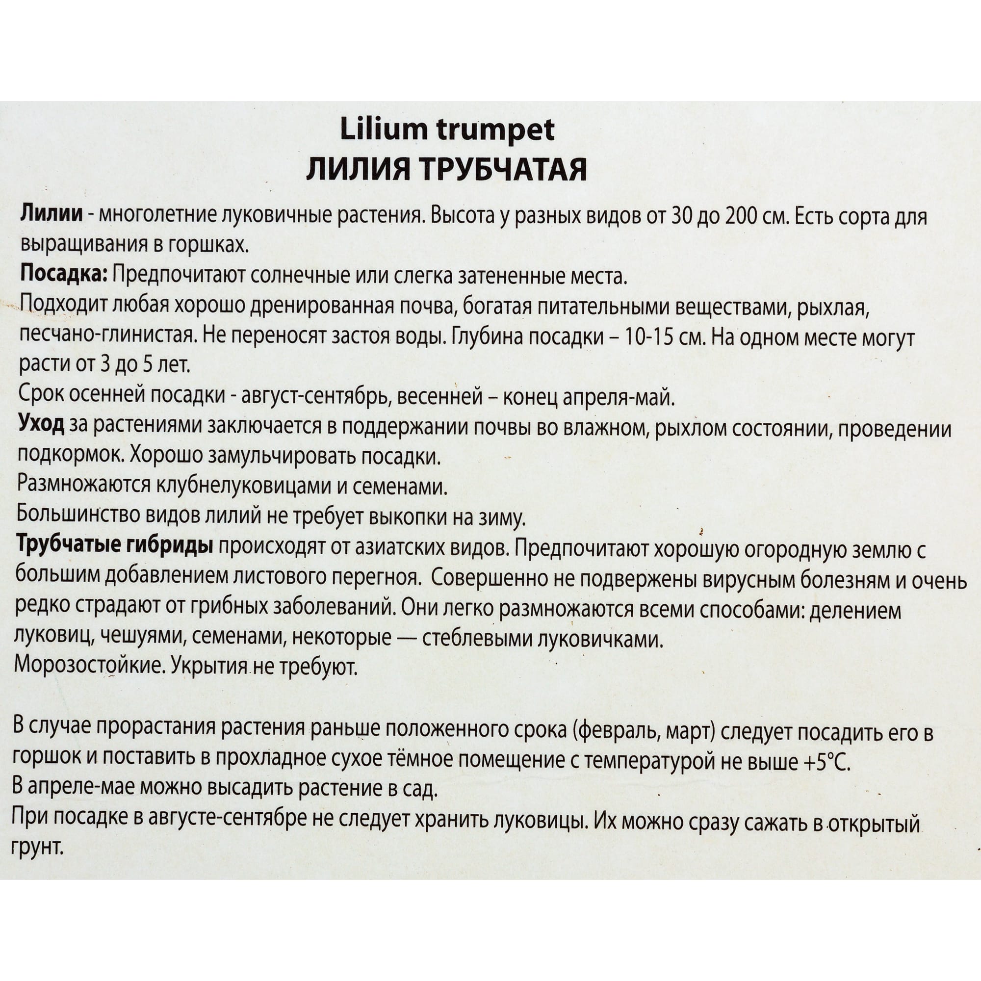82118705 Лилии трубчатые «Африкан Квин», размер луковицы 14/16, 1 шт Santreyd  - Вид №2