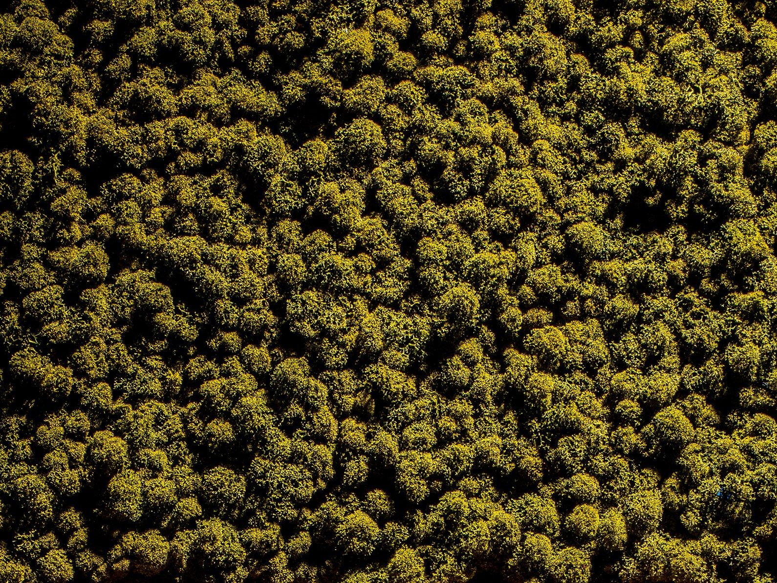 Растительная стена из мха Freund GmbH Green ARCH-00131248 - Вид №23