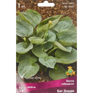 ПОИСК Хоста Биг Дэдди - роскошное теневыносливое растение с белыми цветами 85205457