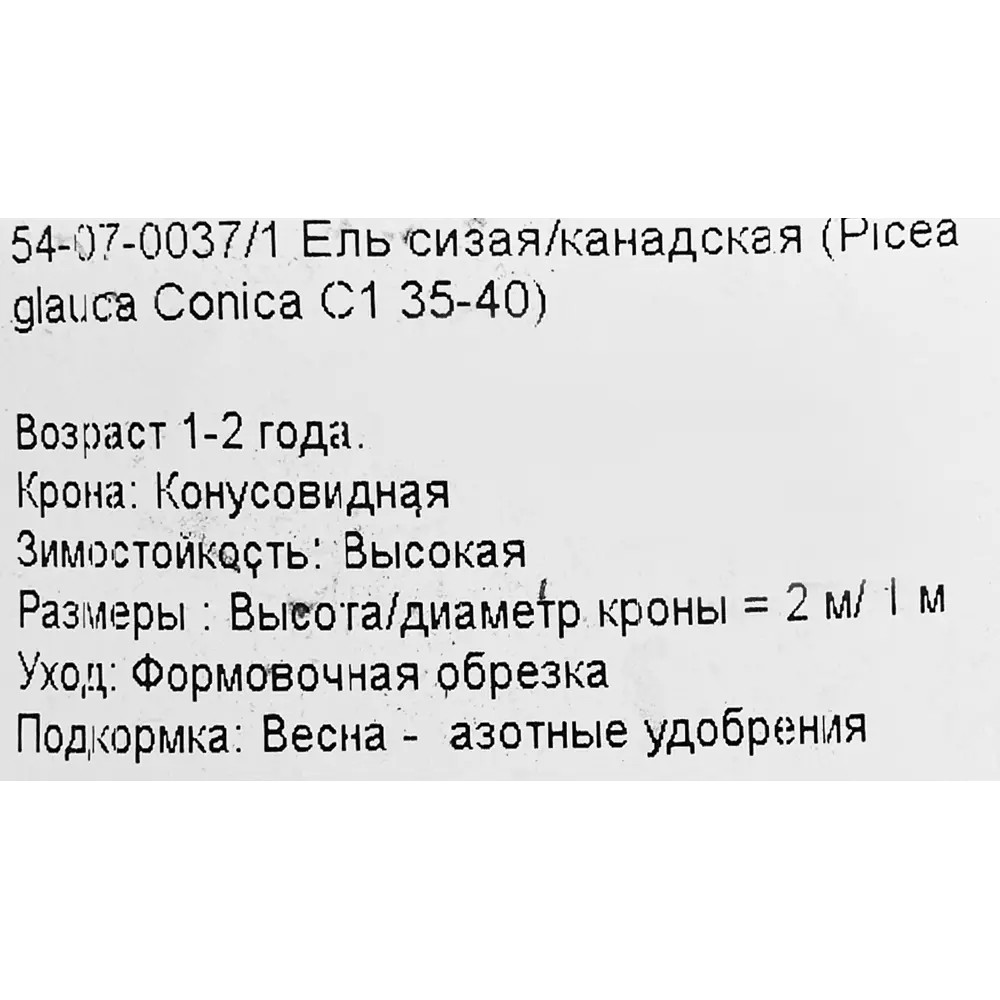 Ель канадская Коника С1 h35-40 см 18470262 STLM-2146938 Santreyd  - Вид №2