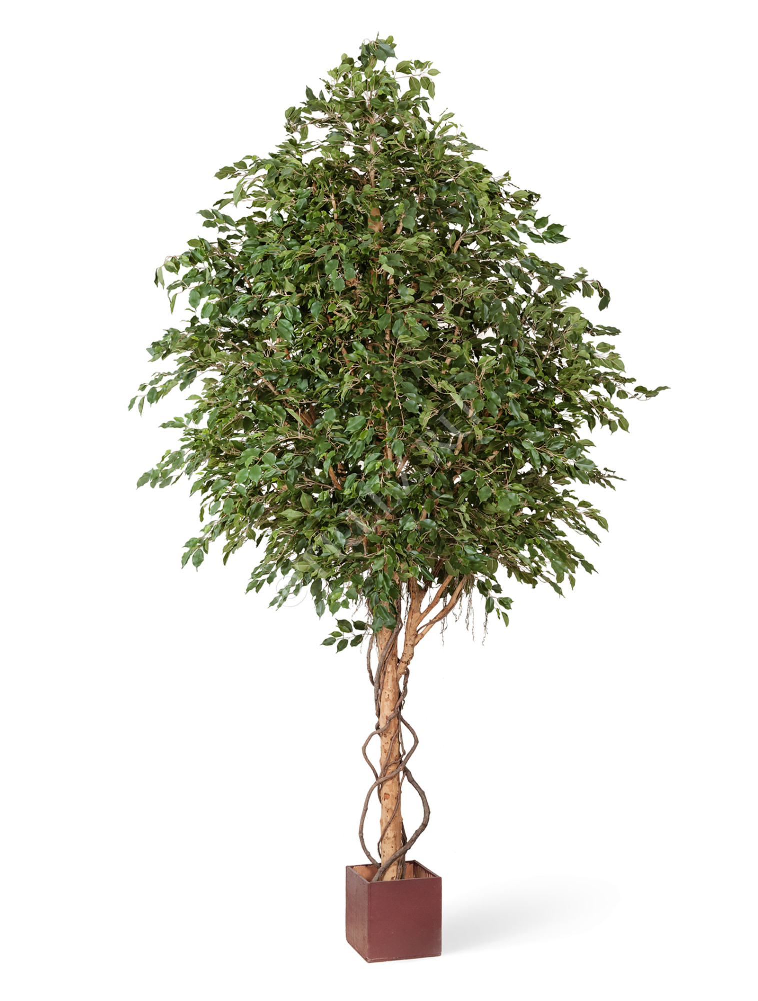 10.31212N Фикус Бенджамина Гигантский Цветочная коллекция 