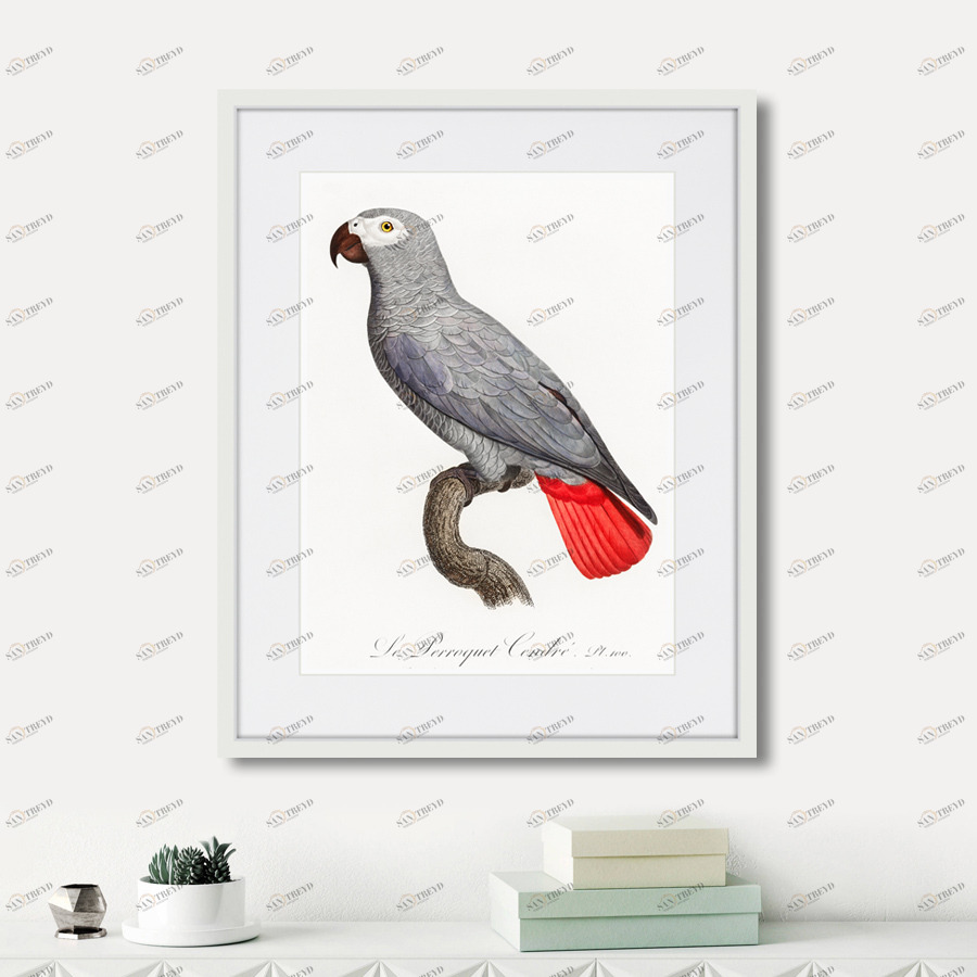 Картина в раме 52х42 см Beautiful parrots №2, 1872г. КАРТИНЫ В КВАРТИРУ  264295 Красный;серый;разноцветный 