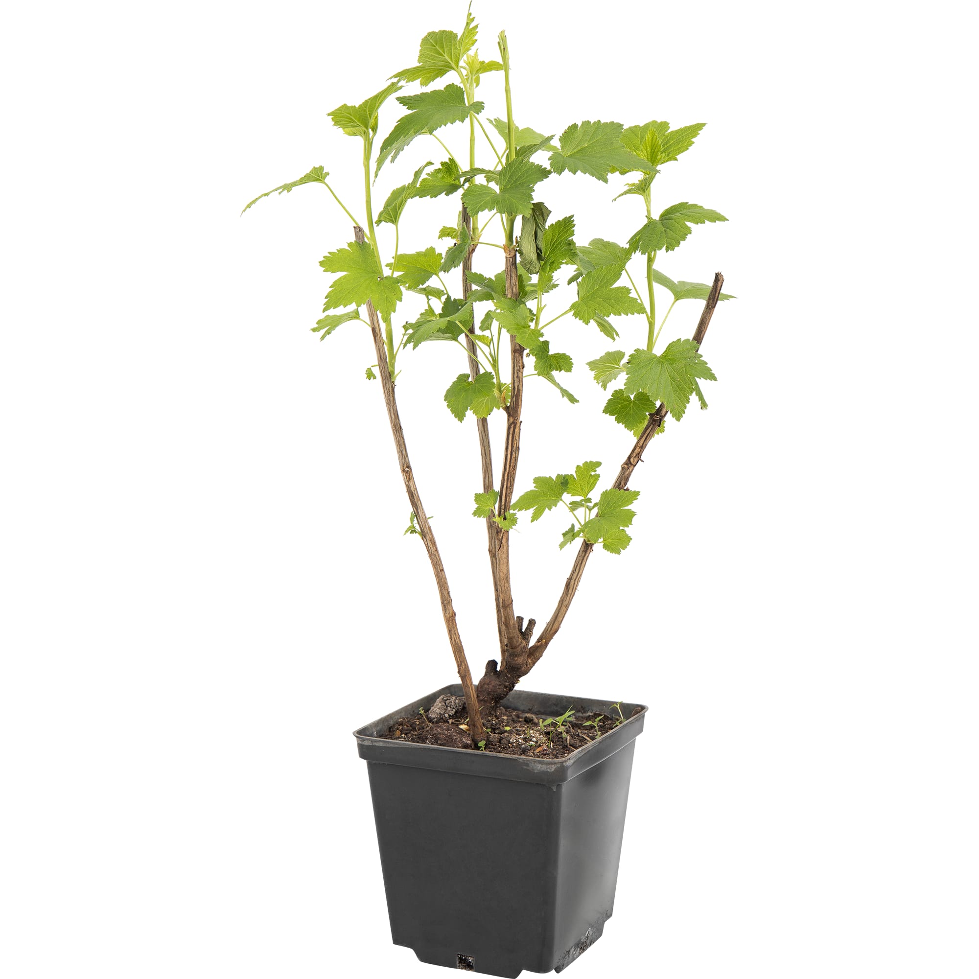 82597118 Смородина чёрная «Добрыня» C2 высота 40 см Santreyd 