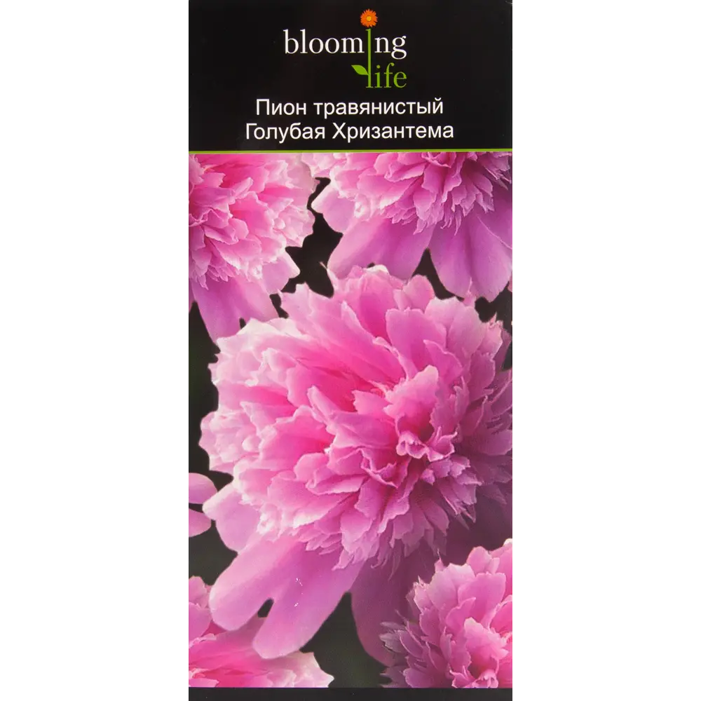 Пион травянистый Голубая хризантема в тубе BLOOMING LIFE STLM-2205123