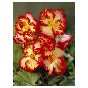 Бегония «marg. Yellow/Red», 4х5 см