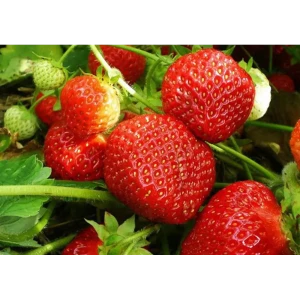 Земляника садовая Витязь