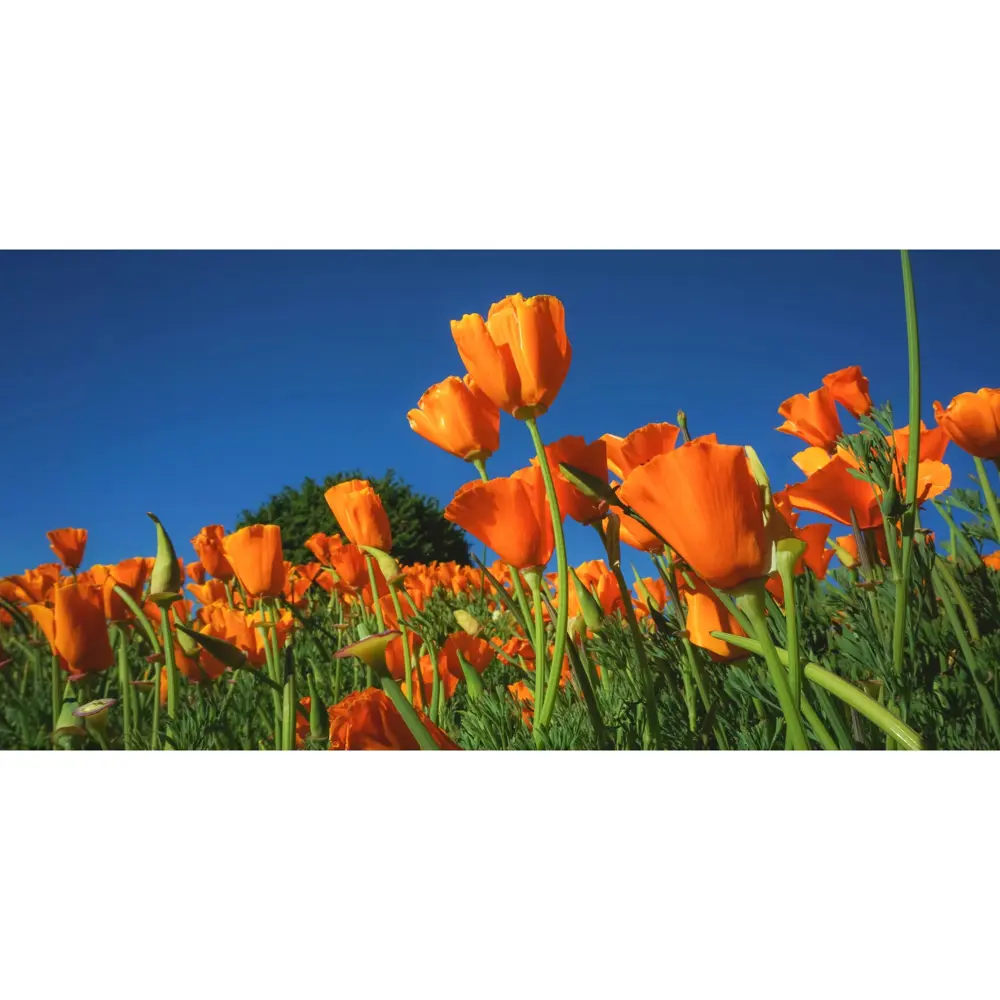 Фотообои «Маки» 200х100 см МОСКОВСКАЯ ОБОЙНАЯ ФАБРИКА STLM-2064221