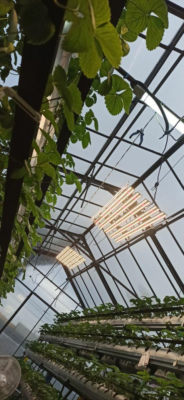 3351 Цветонос 2.4.a - Цветение и Плодоношение. Белый свет. LAB.Space  - Вид №5