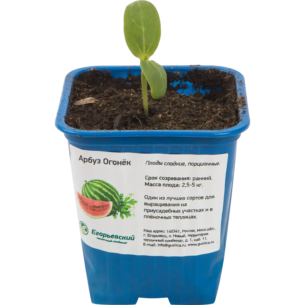 Арбуз 8x10 см Santreyd STLM-2117013