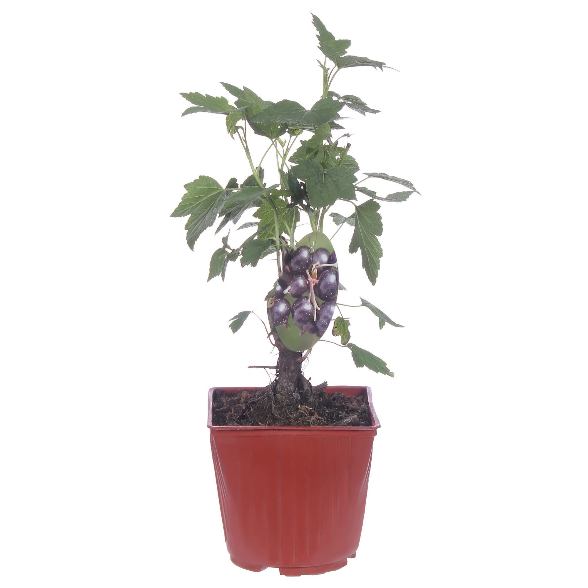 81954946 Смородина чёрная С2 «Багира» h40 Santreyd 