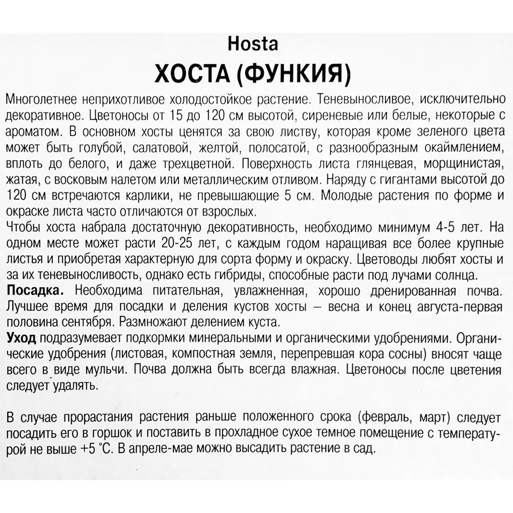 Хоста Форчуна «Франсе», 1 шт Santreyd STLM-2164367 - Вид №2