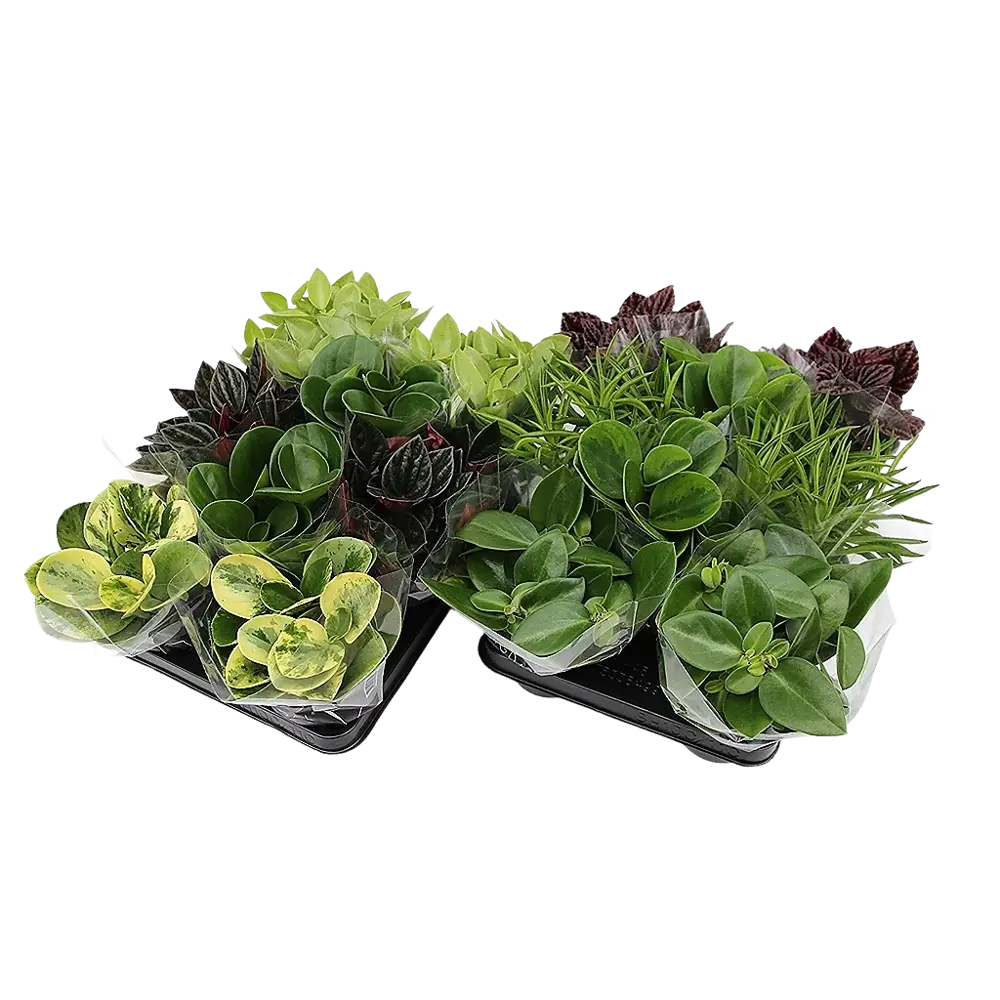 Santreyd Пеперомия микс - вечнозеленый тропический многолетник 87819656 STLM-1404913