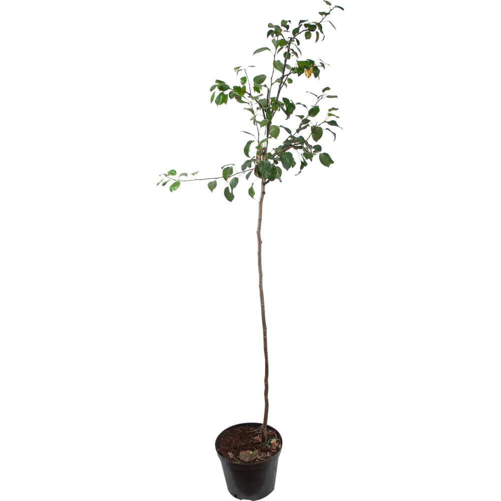 82585381 Дерево-сад груша 2-3 года 28x130 см STLM-0030718 Santreyd 