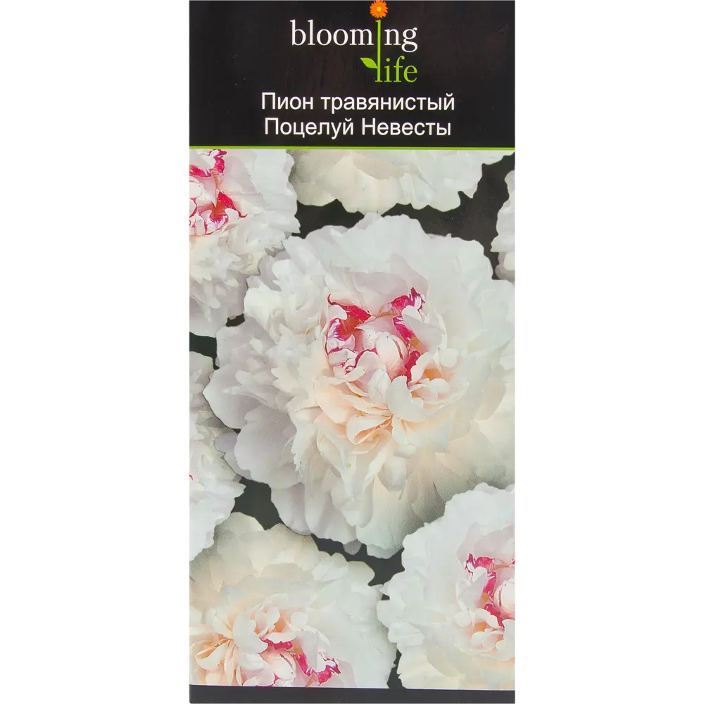 Пион травянистый Поцелуй невесты в тубе BLOOMING LIFE STLM-2189530
