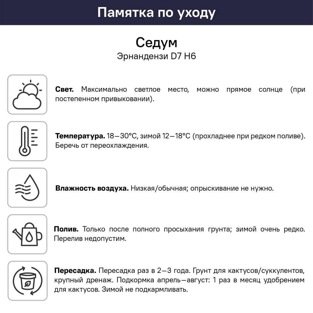 Седум Эрнандез ø7 h6 см 89447865 STLM-2137817 Santreyd  - Вид №4