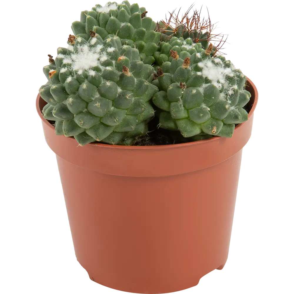 Кактус мамиллярия микс d8.5 82580037 STLM-2160761 Santreyd 