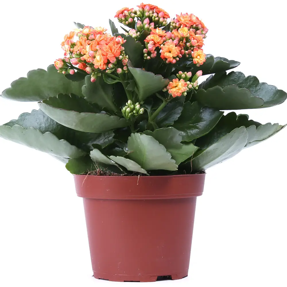 Каланхое Каландива 6х15 см 12724276 STLM-2041574 Santreyd 