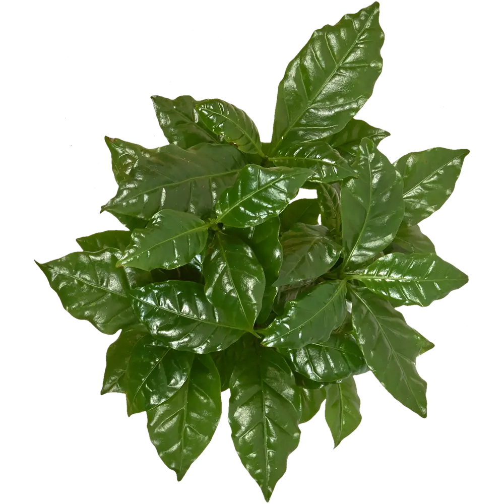 Кофе Арабика 12x30 см Santreyd STLM-2002050 - Вид №1